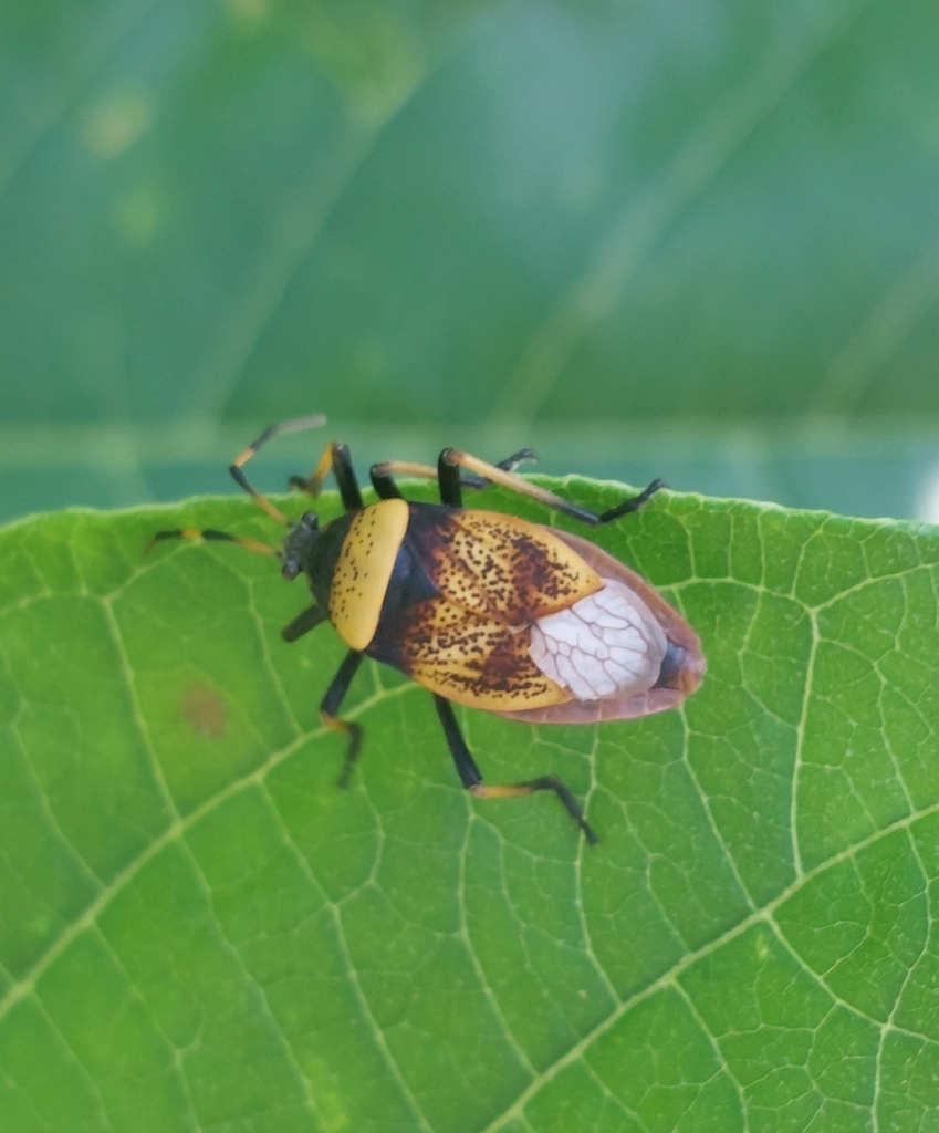 Largus humilis