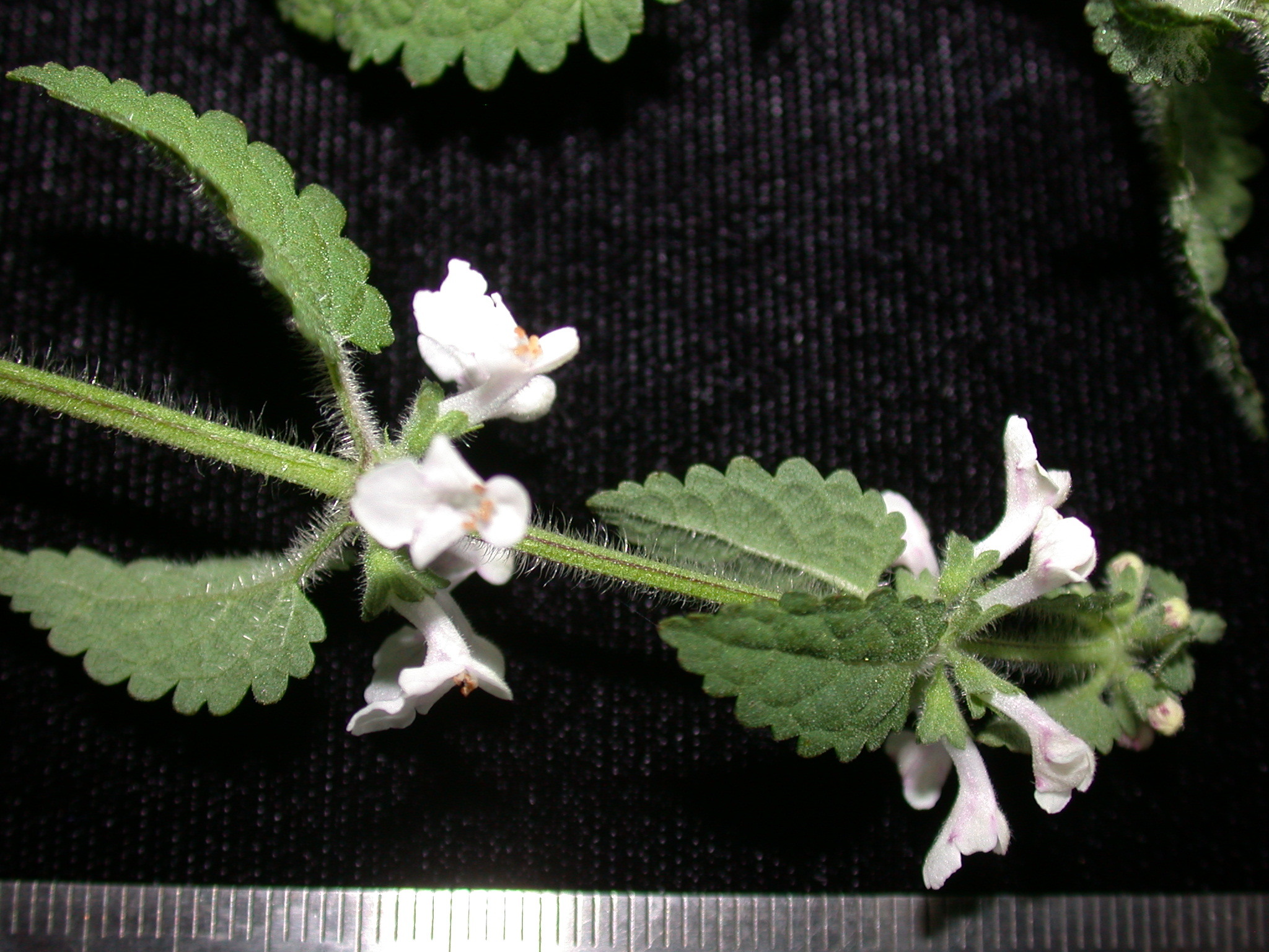 Phyllostegia hispida