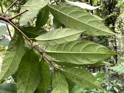 Ficus sinuata observed 2023-03-31