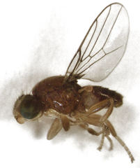 Conioscinella fulvithorax