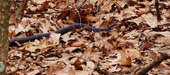 Coluber constrictor anthicus