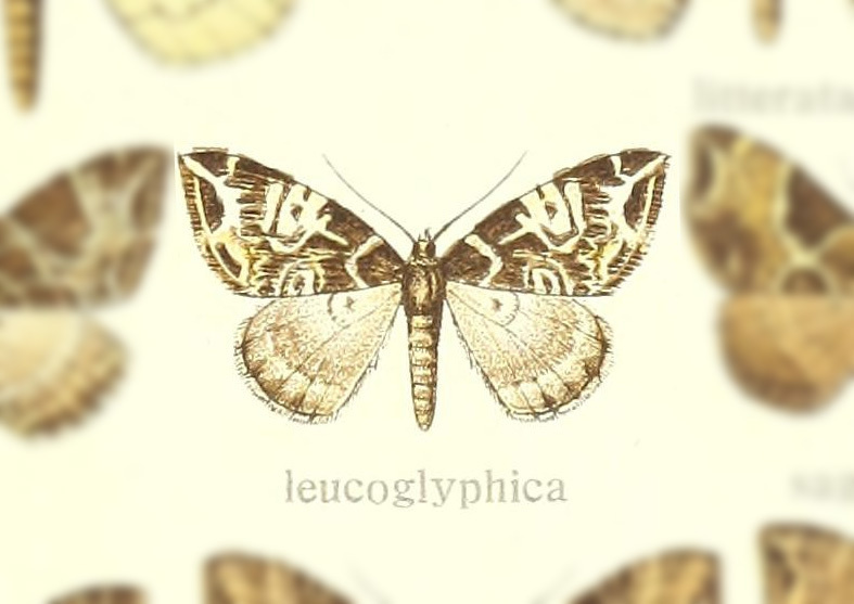 Ecliptopera leucoglyphica