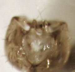 Conioscinella fulvithorax