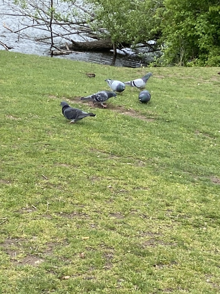 Feral Pigeon From Clove Lakes Park New York NY US On April 28 2023 feral-pigeon-from-clove-lakes-park-new-york-ny-us-on-april-28-2023
