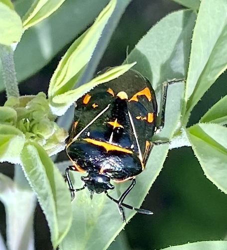 iNaturalist observation photo of Harlequin Bug