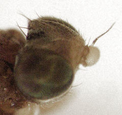 Conioscinella fulvithorax