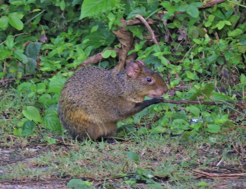 Azara's Agouti