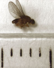 Conioscinella fulvithorax