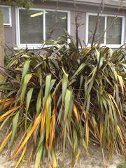 Phormium cookianum