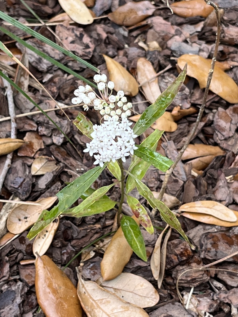 Aquatic Milkweed from University Of Miami, Coral Gables, FL, US on ...