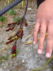 Phormium cookianum