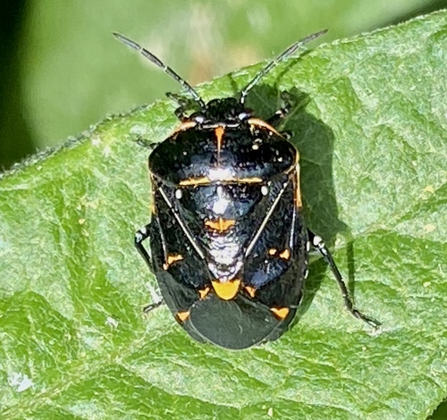 iNaturalist observation photo of Harlequin Bug