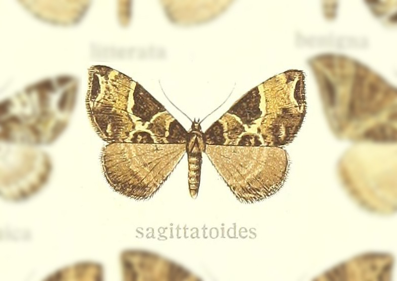 Ecliptopera sagittatoides