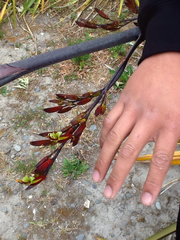Phormium cookianum