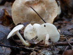 Leucocybe candicans