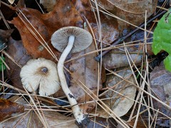 Inocybe fuscicothurnata
