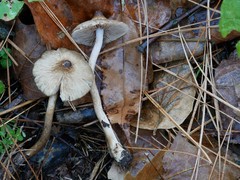 Inocybe fuscicothurnata