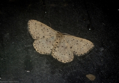 Idaea punctatissima