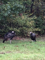 Meleagris gallopavo
