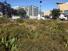 Phormium cookianum hookeri