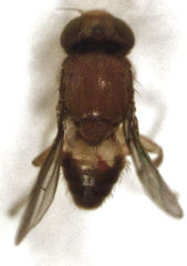 Conioscinella fulvithorax