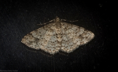 Myrioblephara desumpta