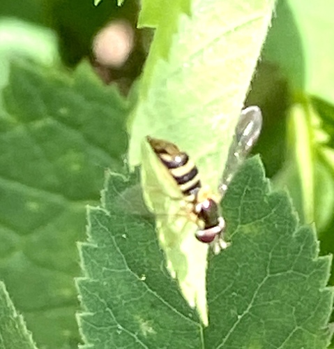 iNaturalist observation photo of Oblique Streaktail