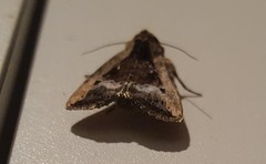 Elaphriini
