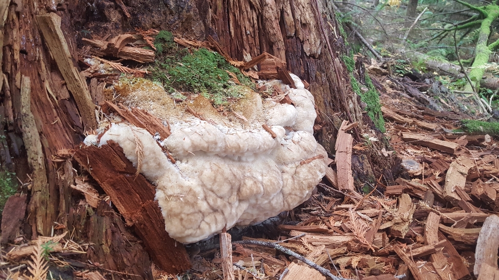 Noble Polypore
