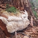 Noble Polypore - Photo (c) noah_siegel, some rights reserved (CC BY-NC-SA), uploaded by noah_siegel