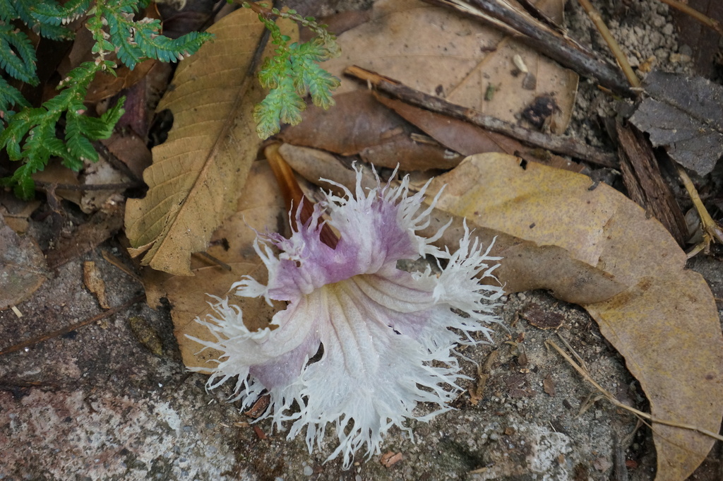 Stereospermum fimbriatum