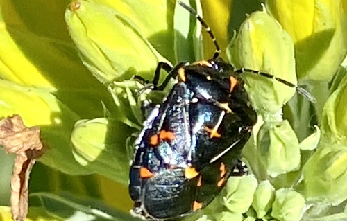 iNaturalist observation photo of Harlequin Bug