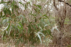 Eucalyptus cephalocarpa