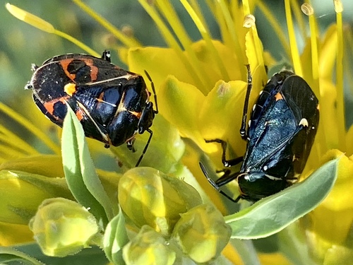 iNaturalist observation photo of Harlequin Bug