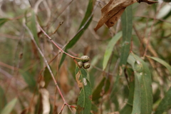Eucalyptus cephalocarpa