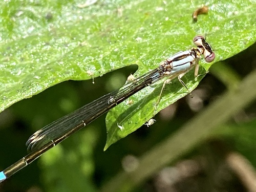 iNaturalist observation photo of Pacific Forktail