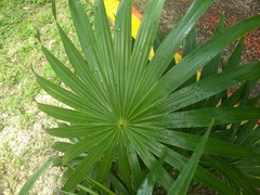 Thrinax radiata