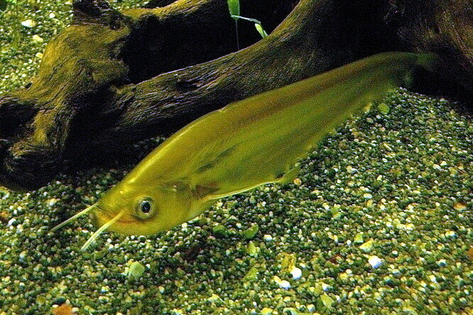 Malayan Vampiric Sheatfish