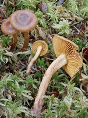 Cortinarius bataillei