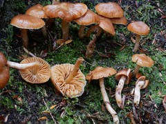 Cortinarius anthracinus