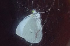 Leptophobia