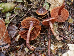 Cortinarius anthracinus