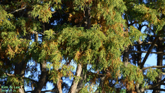 Chamaecyparis pisifera