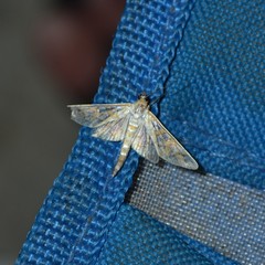 Epipagis fenestralis