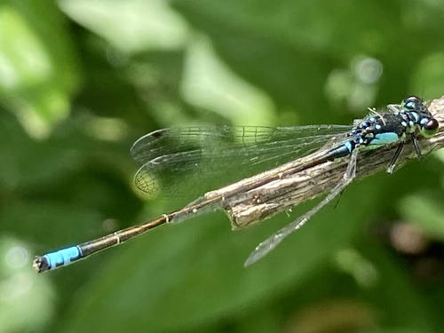 iNaturalist observation photo of Pacific Forktail