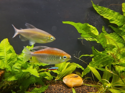 Congo tetra (Phenacogrammus interruptus) — Alestidae — 2
