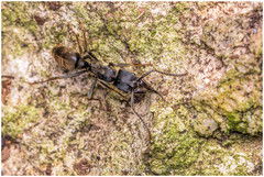 Pachycondyla striata