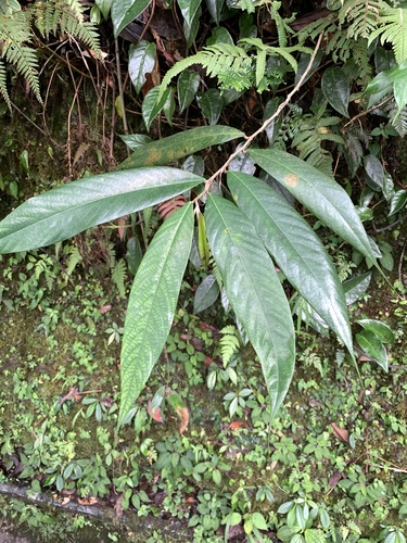 Ficus beccarii (Ficus beccarii)