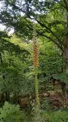 Digitalis ferruginea