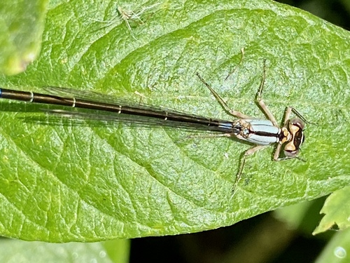 iNaturalist observation photo of Pacific Forktail
